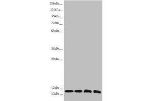Western blot All lanes: NDUFS6 antibody at 1. (NDUFS6 antibody  (AA 29-124))