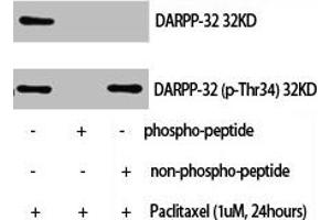 Western Blot analysis of NIH-3T3+palitaxel cells using Phospho-DARPP-32 (T34) Polyclonal Antibody (DARPP32 antibody  (pThr34))