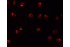Immunofluorescence (IF) image for anti-Zinc Finger Protein 281 (ZNF281) (C-Term) antibody (ABIN1030820) (ZNF281 antibody  (C-Term))