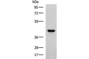 Western blot analysis of Ramos cell lysate using FCRLA Polyclonal Antibody at dilution of 1:750