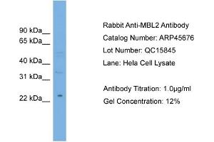WB Suggested Anti-MBL2  Antibody Titration: 0. (MBL2 antibody  (Middle Region))