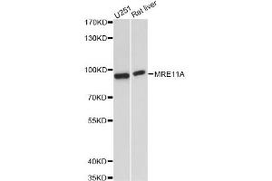 Western blot analysis of extracts of various cell lines, using MRE11A antibody. (Mre11 antibody)