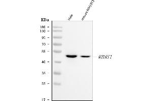 Western blot analysis of RBMS1 using anti-RBMS1 antibody (ABIN7601195).