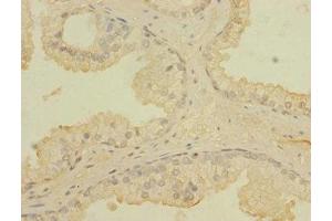 CCDC79 antibody  (AA 301-550)