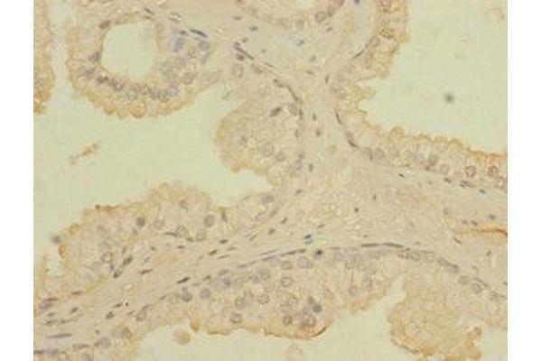 CCDC79 antibody  (AA 301-550)
