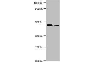 Western blot All lanes: 28S ribosomal protein S29, mitochondrial antibody at 10 μg/mL Lane 1: Hela whole cell lysate Lane 2: 293T whole cell lysate Secondary Goat polyclonal to rabbit IgG at 1/10000 dilution Predicted band size: 46, 42 kDa Observed band size: 46 kDa (DAP3 antibody  (AA 159-398))