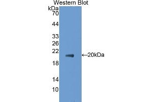 Detection of Recombinant CD30L, Mouse using Polyclonal Antibody to Cluster Of Differentiation 30 Ligand (CD30L) (TNFSF8 antibody  (AA 68-231))
