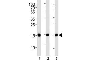 SUMO-2 antibody western blot analysis in (1) CEM, (2) 293, (3) rat C6 lysate.