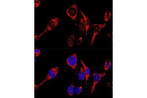 Confocal immunofluorescence analysis of HeLa cells using  antibody (ABIN3023384, ABIN3023385, ABIN3023386 and ABIN1678613) at dilution of 1:200. (AIF antibody  (AA 334-613))
