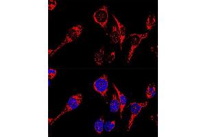 Confocal immunofluorescence analysis of HeLa cells using  antibody (ABIN3023384, ABIN3023385, ABIN3023386 and ABIN1678613) at dilution of 1:200. (AIF antibody  (AA 334-613))