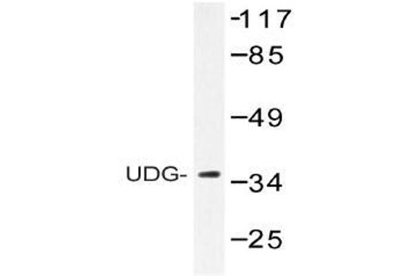 Cyclin O antibody