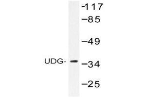 Western blot (WB) analysis of UDG antibody in extracts from HepG2 cells. (Cyclin O antibody)
