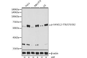Western blot analysis of extracts of various cell lines, using Phospho-V-T78/S79/S82 antibody (ABIN7271292) at 1:1000 dilution. (VANGL2 antibody  (pSer79, pSer82, pThr78))