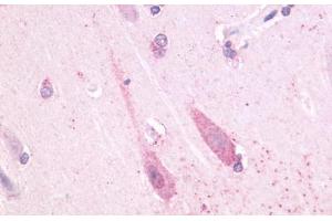 Anti-TAAR1 antibody  ABIN1049377 IHC staining of human brain, neuron.