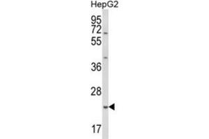 Western Blotting (WB) image for anti-Glutathione S-Transferase alpha 4 (GSTA4) antibody (ABIN3003989)