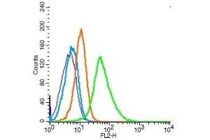 AAMP antibody  (AA 76-125)