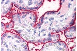 Anti-SURF4 antibody  ABIN1049371 IHC staining of human placenta. (Surfeit 4 antibody  (N-Term))