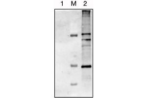 Western-blot membrane for detection of host-cell proteins (HCP) from HEK293 cells using a specific antibody (#ABIN1113182, Antibodies-Online. (HCP antibody)
