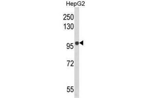 Western blot analysis of BANK1 Antibody (Center) in HepG2 cell line lysates (35ug/lane). (BANK1 antibody  (Middle Region))