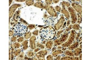 IHC-P: CD10 antibody testing of mouse kidney tissue (MME antibody  (AA 52-750))