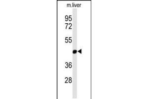 Western blot analysis of MMAA Antibody in mouse liver tissue lysates (35ug/lane) (MMAA antibody  (N-Term))