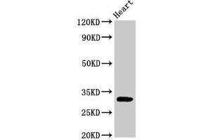 Western Blot Positive WB detected in: Rat heart tissue All lanes: PPP1R3B antibody at 2. (PPP1R3B antibody  (Regulatory Subunit 3B))