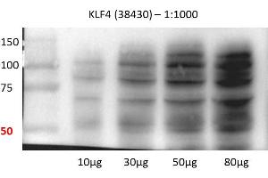 Human lung cell line (KLF4 antibody  (C-Term))