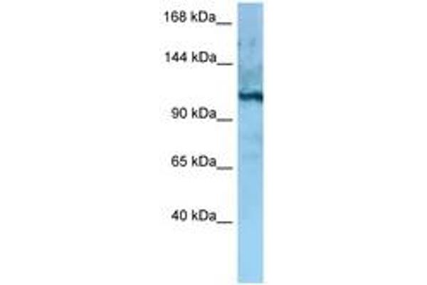 MORC4 anticorps  (AA 747-796)