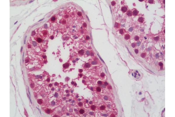CCDC98 antibody  (AA 350-400)