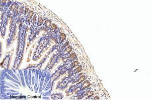 Immunohistochemical analysis of paraffin-embedded mouse colon tissue. (EIF4A1 antibody)