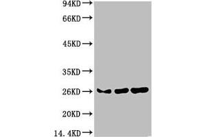 Western blot analysis of 1) Hela Cell Lysate, 2)3T3 Cell Lysate, 3) PC12 Cell Lysate using HP-1γ Mouse mAb diluted at 1:1000. (CBX3 antibody)