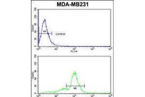 Flow cytometric analysis of MDA-MB231 cells (bottom histogram) compared to a negative control cell (top histogram). (Achaete-scute complex protein T5 (AC) (AA 99-127) antibody)