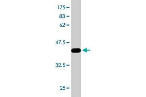 Western Blot detection against Immunogen (37. (RPS6KA6 antibody  (AA 636-745))