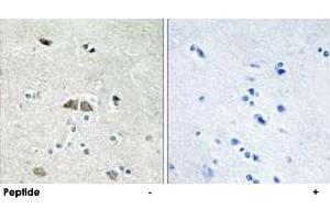 Immunohistochemistry analysis of paraffin-embedded human brain tissue using RPL39L polyclonal antibody . (RPL39L antibody)