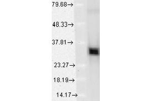 Western Blot analysis of Human HeLa cell lysates showing detection of HO-1 protein using Mouse Anti-HO-1 Monoclonal Antibody, Clone 1F12-A6 . (HMOX1 antibody  (AA 1-30) (FITC))