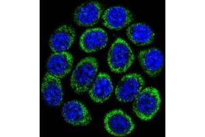 Immunofluorescence (IF) image for anti-Tryptophan Hydroxylase 1 (TPH1) antibody (ABIN3002887) (Tryptophan Hydroxylase 1 antibody)