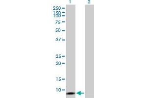 Western Blot analysis of ERC1 expression in transfected 293T cell line by ERC1 MaxPab polyclonal antibody. (ERC1 antibody  (AA 1-91))