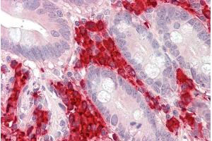 ABIN5539896 (3. (TXNDC5 antibody  (AA 269-282))
