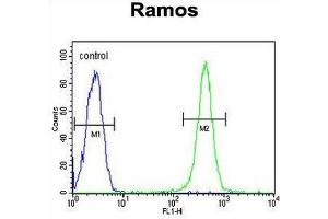 GPI Antibody (C-term) flow cytometric analysis of Ramos cells (right histogram) compared to a negative control cell (left histogram). (GPI antibody  (C-Term))