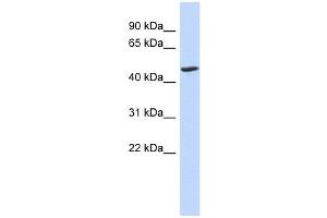 BTNL3 antibody used at 1 ug/ml to detect target protein. (BTNL3 antibody  (N-Term))