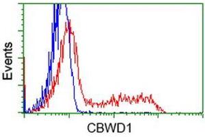 Flow Cytometry (FACS) image for anti-COBW Domain Containing 1 (CBWD1) antibody (ABIN1497118) (CBWD1 antibody)
