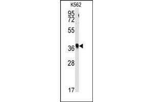 Image no. 1 for anti-Replication Factor C (Activator 1) 2, 40kDa (RFC2) (N-Term) antibody (ABIN357963) (RFC2 antibody  (N-Term))