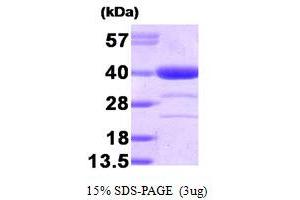 SDS-PAGE (SDS) image for Alcohol Dehydrogenase (ADH) (AA 1-325) protein (ABIN666916)
