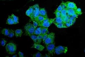IF analysis of PCK2 using anti-PCK2 antibody (ABIN7599509).