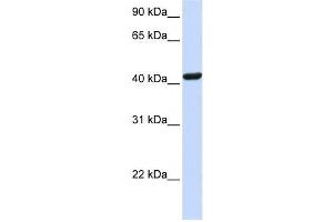 Western Blotting (WB) image for anti-Src Kinase Associated phosphoprotein 1 (SKAP1) antibody (ABIN2458981) (SKAP1 antibody)