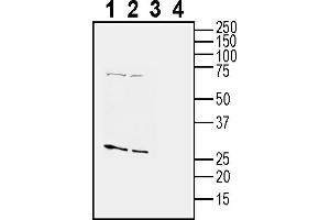 anti-Tetraspanin 2 (TSPAN2) (AA 114-130), (Extracellular) antibody