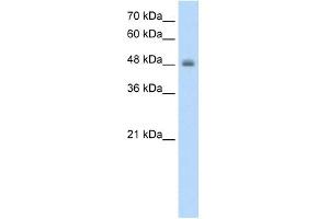 RNF128 antibody used at 1. (RNF128 antibody  (C-Term))