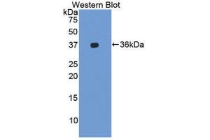 Western Blotting (WB) image for anti-Integrin alpha-L (ITGAL) (AA 809-1066) antibody (ABIN1859650)