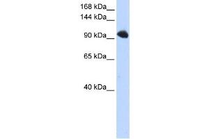 Western Blotting (WB) image for anti-Splicing Factor, Suppressor of White-Apricot Homolog (SFSWAP) antibody (ABIN2458510) (SFRS8 antibody)