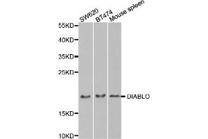 Western Blotting (WB) image for anti-Second Mitochondria-Derived Activator of Caspase (DIABLO) antibody (ABIN1872269) (DIABLO antibody)